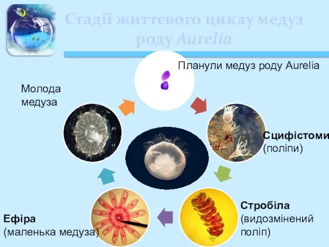 Стадії життєвого циклу медуз роду Aurelia Планули медуз роду Aurelia Сцифістоми (поліпи)