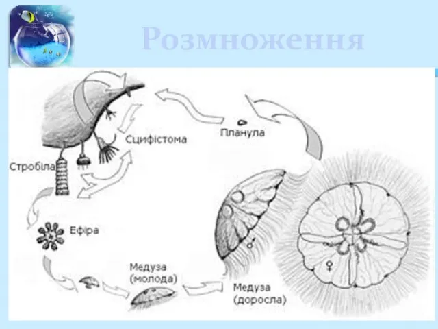 Розмноження