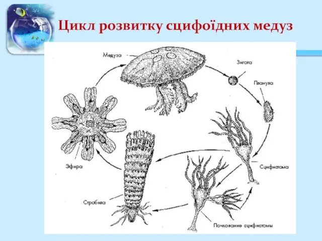 Цикл розвитку сцифоїдних медуз