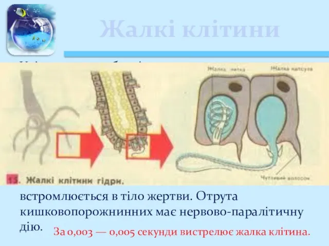 Жалкі клітини Унікальною особливістю кишковопорожнинних є наявність жалких клітин. Кожна жалка клітина