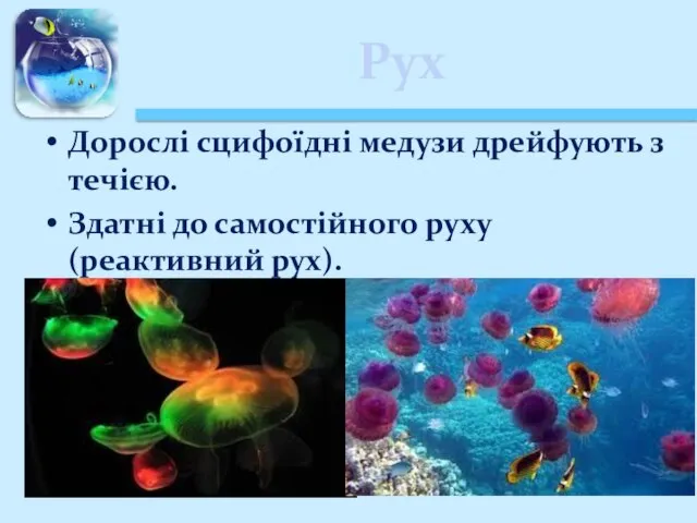 Рух Дорослі сцифоїдні медузи дрейфують з течією. Здатні до самостійного руху (реактивний рух).