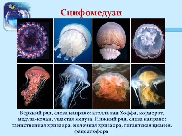 Сцифомедузи Верхний ряд, слева направо: атолла ван Хоффа, корнерот, медуза-кочан, ушастая медуза.