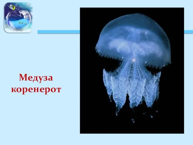 Медуза коренерот