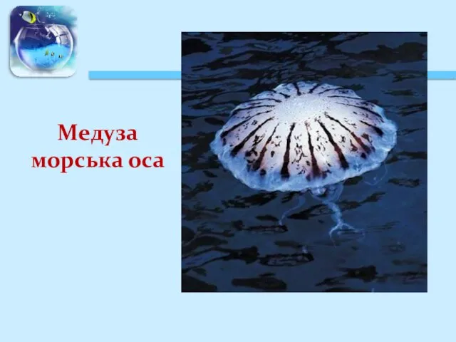 Медуза морська оса