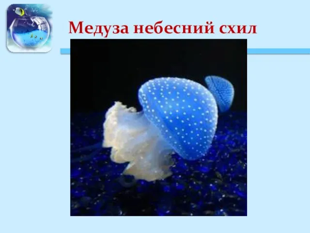 Медуза небесний схил