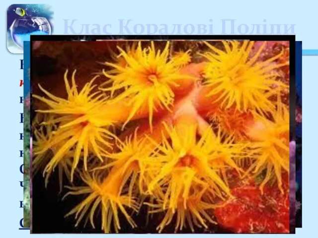 Клас Коралові Поліпи Включає поодинокі (актинії) та колоніальні (червоний корал, чорний корал)