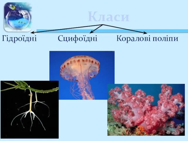 Класи Гідроїдні Сцифоїдні Коралові поліпи