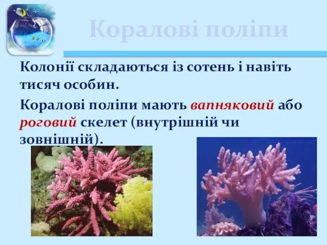 Коралові поліпи Колонії складаються із сотень і навіть тисяч особин. Коралові поліпи