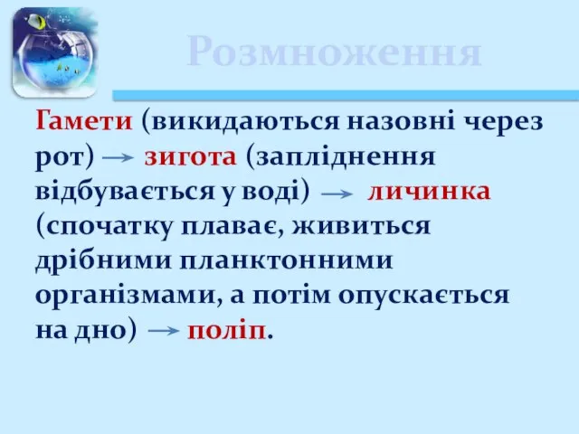 Розмноження Гамети (викидаються назовні через рот) зигота (запліднення відбувається у воді) личинка