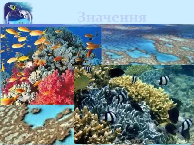 Значення 1. Коралові поліпи відіграють важливу роль у кругообігу речовин і збільшенні
