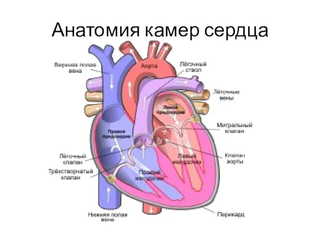 Анатомия камер сердца