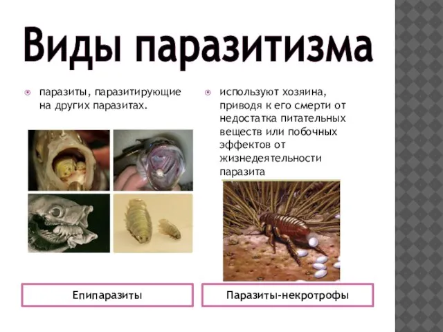 Виды паразитизма Епипаразиты Паразиты-некротрофы паразиты, паразитирующие на других паразитах. используют хозяина, приводя