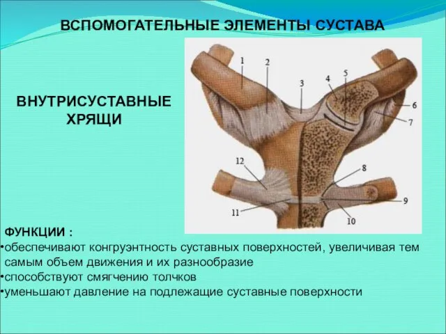 ВСПОМОГАТЕЛЬНЫЕ ЭЛЕМЕНТЫ СУСТАВА ФУНКЦИИ : обеспечивают конгруэнтность суставных поверхностей, увеличивая тем самым