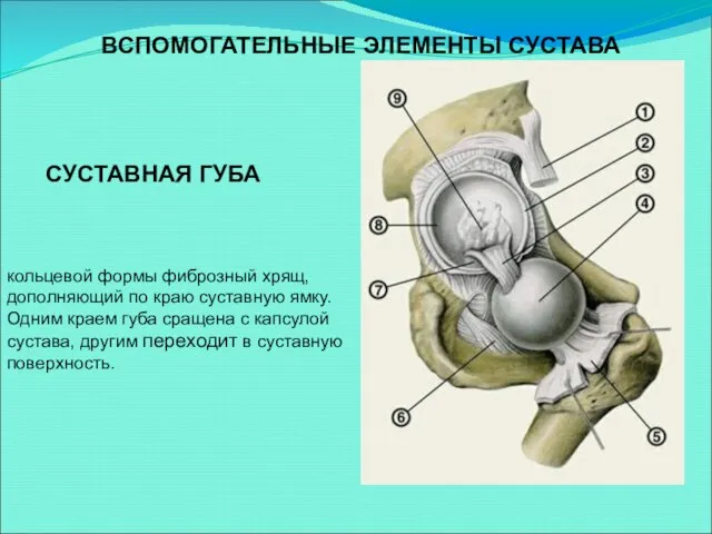 ВСПОМОГАТЕЛЬНЫЕ ЭЛЕМЕНТЫ СУСТАВА кольцевой формы фиброзный хрящ, дополняющий по краю суставную ямку.