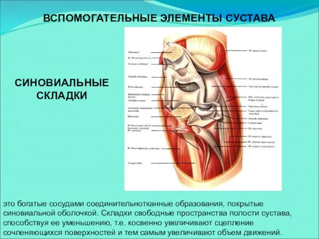 ВСПОМОГАТЕЛЬНЫЕ ЭЛЕМЕНТЫ СУСТАВА это богатые сосудами соединительнотканные образования, покрытые синовиальной оболочкой. Складки