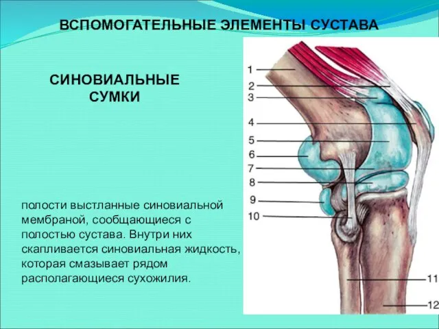 ВСПОМОГАТЕЛЬНЫЕ ЭЛЕМЕНТЫ СУСТАВА полости выстланные синовиальной мембраной, сообщающиеся с полостью сустава. Внутри