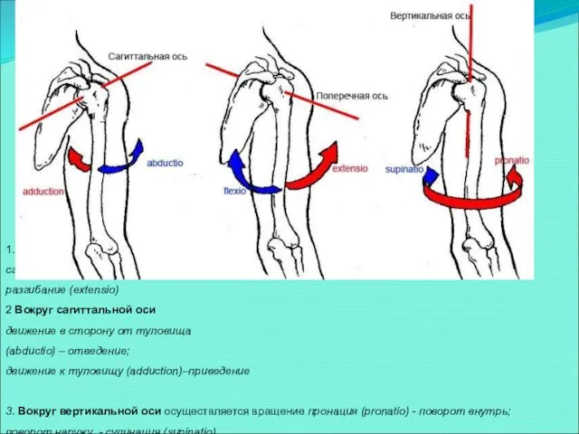 ДВИЖЕНИЕ В СУСТАВАХ 1. Вокруг поперечной оси сгибание или наклон вперед (flexio)