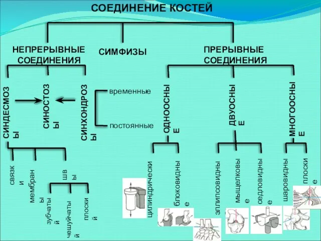 НЕПРЕРЫВНЫЕ СОЕДИНЕНИЯ СИМФИЗЫ ПРЕРЫВНЫЕ СОЕДИНЕНИЯ СИНДЕСМОЗЫ СИНОСТОЗЫ СИНХОНДРОЗЫ временные постоянные связки мембраны