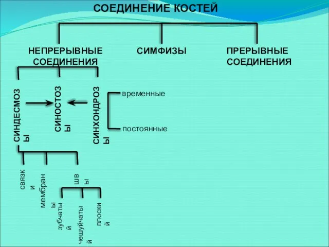 СОЕДИНЕНИЕ КОСТЕЙ НЕПРЕРЫВНЫЕ СОЕДИНЕНИЯ СИМФИЗЫ ПРЕРЫВНЫЕ СОЕДИНЕНИЯ СИНДЕСМОЗЫ СИНОСТОЗЫ СИНХОНДРОЗЫ временные постоянные