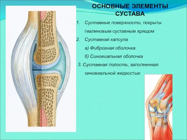 ОСНОВНЫЕ ЭЛЕМЕНТЫ СУСТАВА Суставные поверхности, покрыты гиалиновым суставным хрящом Суставная капсула а)