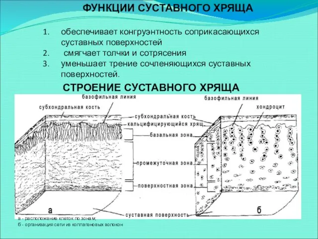 ФУНКЦИИ СУСТАВНОГО ХРЯЩА обеспечивает конгруэнтность соприкасающихся суставных поверхностей смягчает толчки и сотрясения