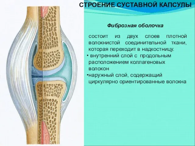 СТРОЕНИЕ СУСТАВНОЙ КАПСУЛЫ Фиброзная оболочка состоит из двух слоев плотной волокнистой соединительной