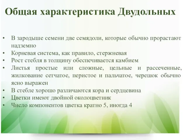 Общая характеристика Двудольных В зародыше семени две семядоли, которые обычно прорастают надземно