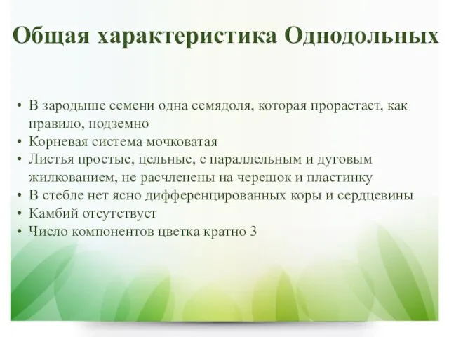 Общая характеристика Однодольных В зародыше семени одна семядоля, которая прорастает, как правило,