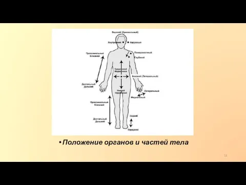 Положение органов и частей тела