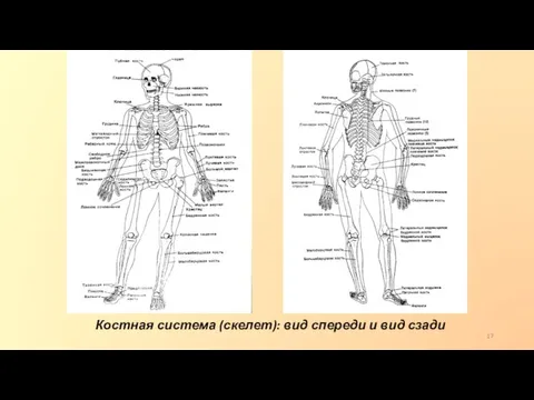 Костная система (скелет): вид спереди и вид сзади