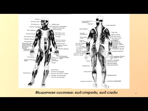 Мышечная система: вид спереди, вид сзади