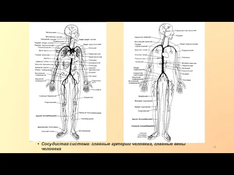 Сосудистая система: главные артерии человека, главные вены человека