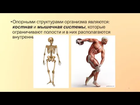 Опорными структурами организма являются: костная и мышечная системы, которые ограничивают полости и