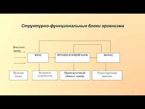 Структурно-функциональные блоки организма Внешняя среда