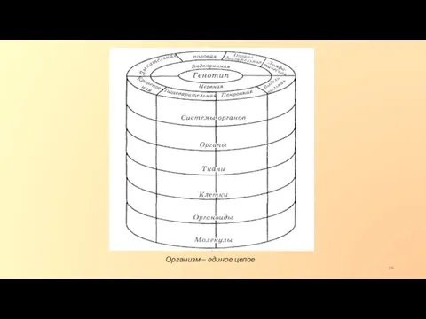 Организм – единое целое