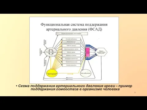 Схема поддержания артериального давления крови – пример поддержания гомеостаза в организме человека