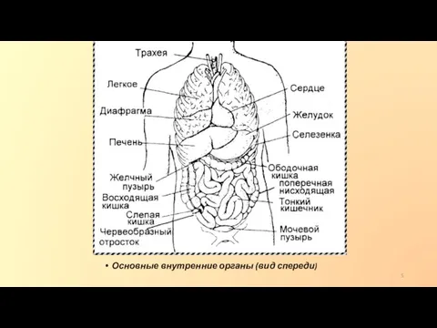 Основные внутренние органы (вид спереди)