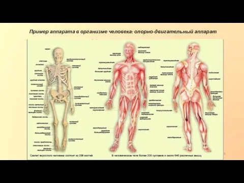 Пример аппарата в организме человека: опорно-двигательный аппарат