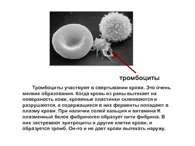 Тромбоциты участвуют в свертывании крови. Это очень мелкие образования. Когда кровь из