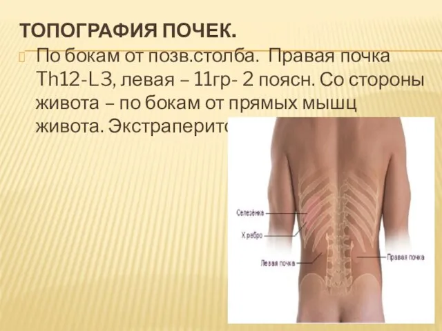 ТОПОГРАФИЯ ПОЧЕК. По бокам от позв.столба. Правая почка Th12-L3, левая – 11гр-