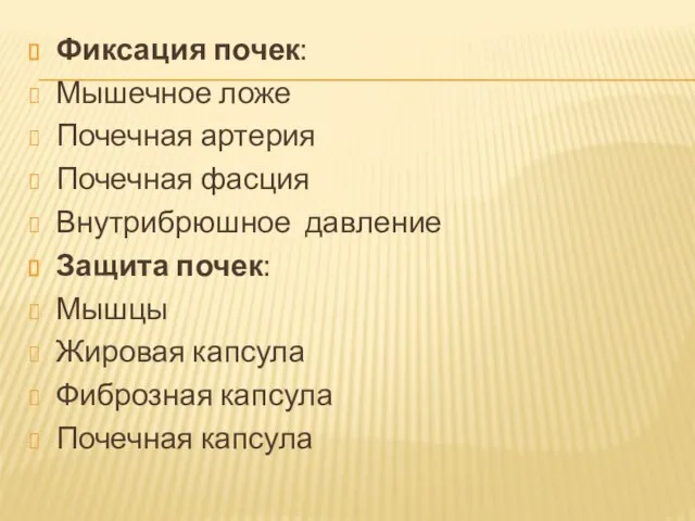 Фиксация почек: Мышечное ложе Почечная артерия Почечная фасция Внутрибрюшное давление Защита почек: