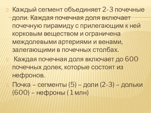 Каждый сегмент объединяет 2-3 почечные доли. Каждая почечная доля включает почечную пирамиду