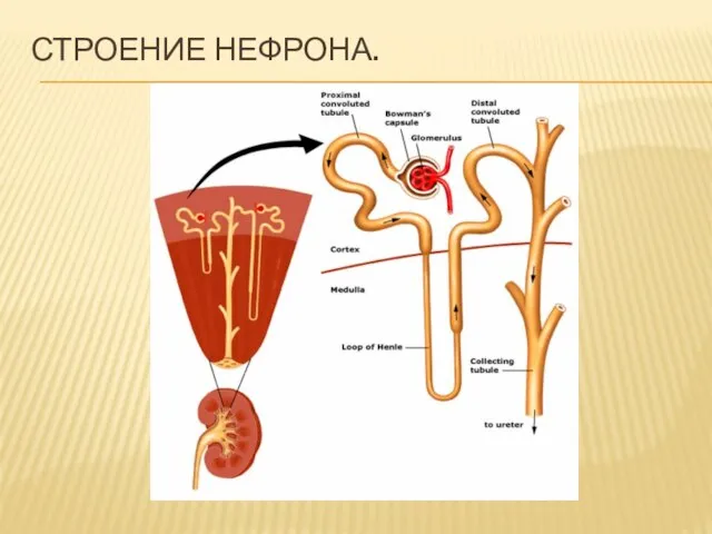 СТРОЕНИЕ НЕФРОНА.