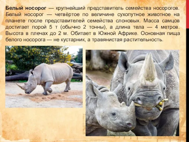 Белый носорог — крупнейший представитель семейства носорогов. Белый носорог — четвёртое по