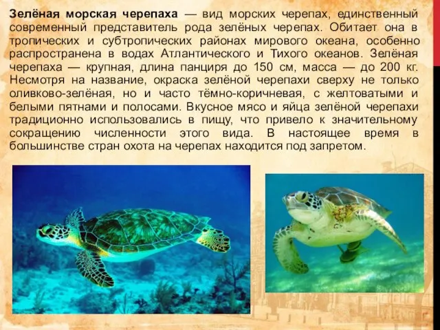 Зелёная морская черепаха — вид морских черепах, единственный современный представитель рода зелёных