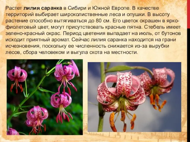 Растет лилия саранка в Сибири и Южной Европе. В качестве территорий выбирает