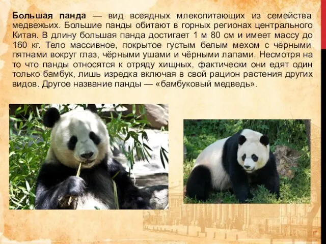 Большая панда — вид всеядных млекопитающих из семейства медвежьих. Большие панды обитают