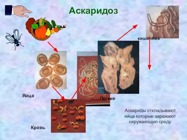 Аскаридоз кишечник Кровь Легкие Яйца Аскариды откладывают яйца которые заражают окружающую среду