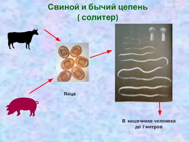 Свиной и бычий цепень ( солитер) В кишечнике человека до 7 метров Яйца