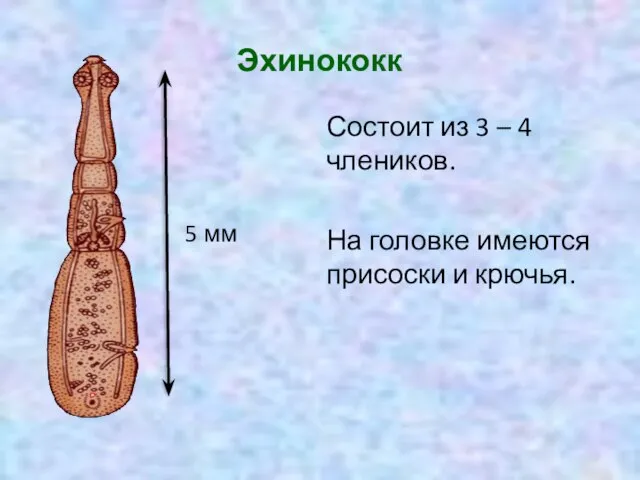 Эхинококк Состоит из 3 – 4 члеников. На головке имеются присоски и крючья. 5 мм